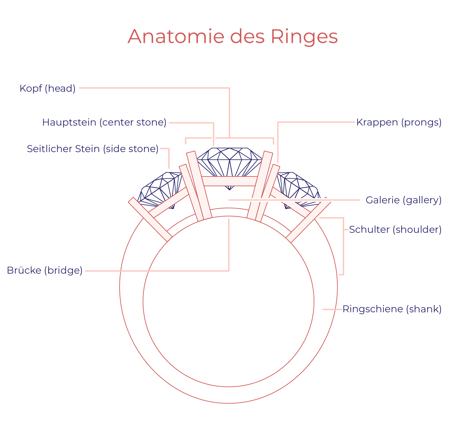 Anatomie des Ringes