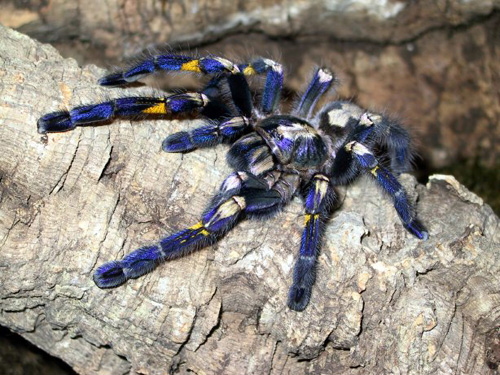 Die Blaue Ornament-Vogelspinne (engl. Gooty sapphire ornamental tree spider)